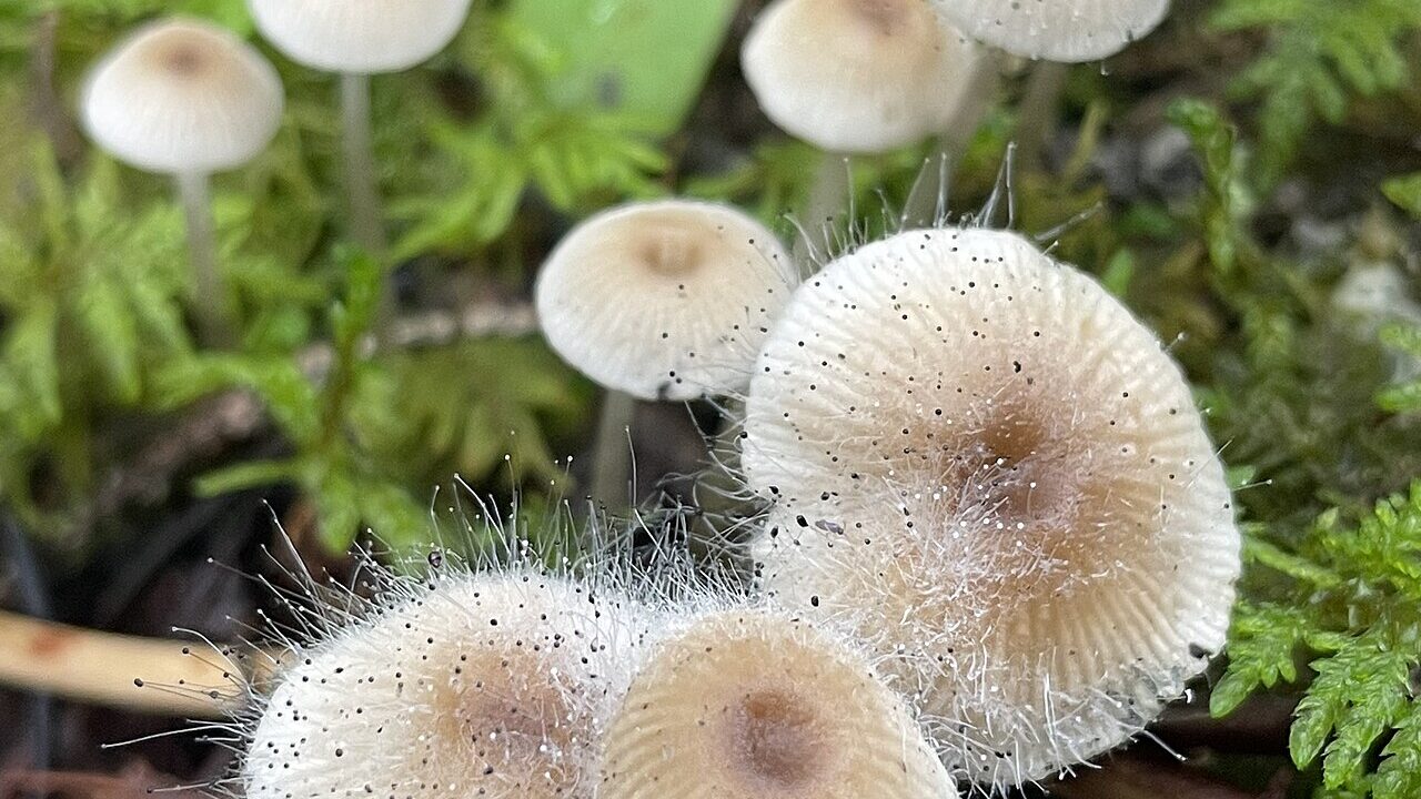 1280px 20230830 FS RT fungus on fungus 0016 %2853321585758%29
