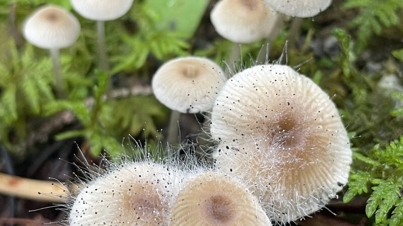 1280px 20230830 FS RT fungus on fungus 0016 %2853321585758%29