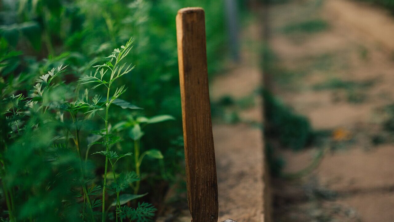 1280px Mallet resting on the soil between rows of vibrant green plants in a greenhouse setting