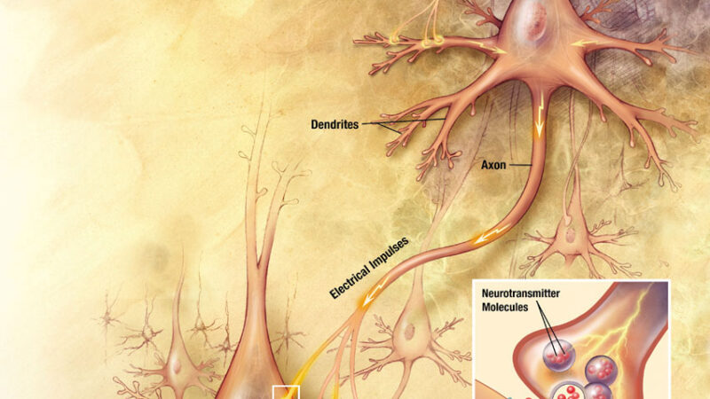 Neurons big1