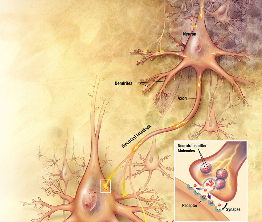 Neurons big1